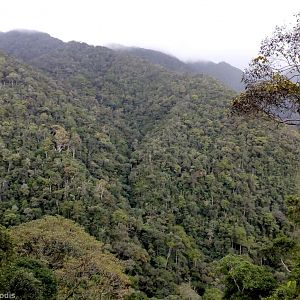 Montane Forest - Mount Kinabalu