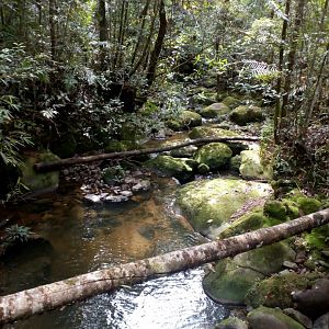 Stream - Mount Kinabalu