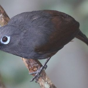 Sunda Laughingthrush - Mount Kinabalu