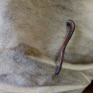 High Altitude Leech - Mount Kinabalu