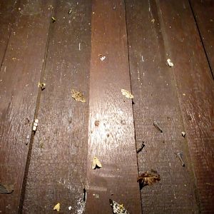 Incredible Moth Diversity Outside my Room - Mount Kinabalu