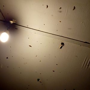 Incredible Moth Diversity Outside my Room - Mount Kinabalu