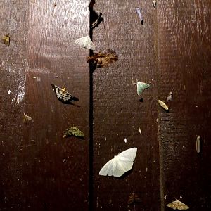 Incredible Moth Diversity Outside my Room - Mount Kinabalu