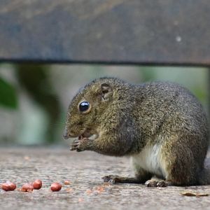 Bornean Mountain Ground Squirrel - Mount Kinabalu