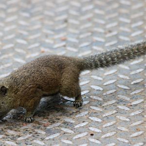 Bornean Black-banded Squirrel - Mount Kinabalu