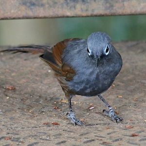 Sunda Laughingthrush - Mount Kinabalu