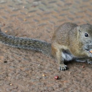 Bornean Black-banded Squirrel - Mount Kinabalu