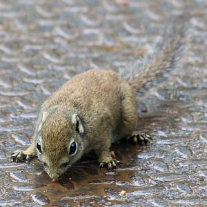 Jentinck's Squirrel - Mount Kinabalu