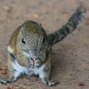 Bornean Black-banded Squirrel - Mount Kinabalu
