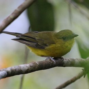 Bornean Whistler - Mount Kinabalu