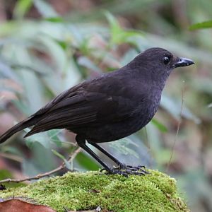 Bornean Whistling-thrush - Mount Kinabalu
