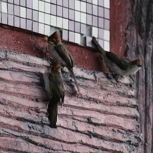 Chestnut-crested Yuhinas Hawking for Moths at Sunrise - Mount Kinabalu