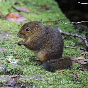 Bornean Mountain Ground Squirrel - Mount Kinabalu