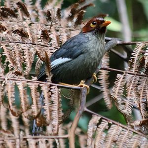 Chestnut-hooded Laughingthrush - Mount Kinabalu