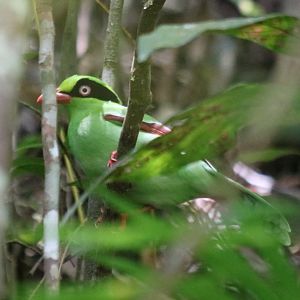 Bornean Green Magpie - Mount Kinabalu
