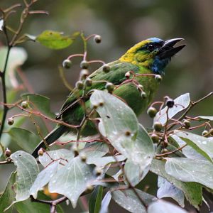 Golden-naped Barbet - Mount Kinabalu