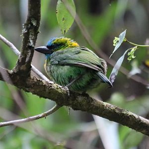 Golden-naped Barbet - Mount Kinabalu