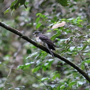 Dark Hawk-cuckoo - Mount Kinabalu