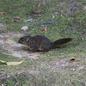 Bornean Mountain Ground Squirrel - Mount Kinabalu