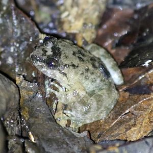 Small Frog - Mount Kinabalu