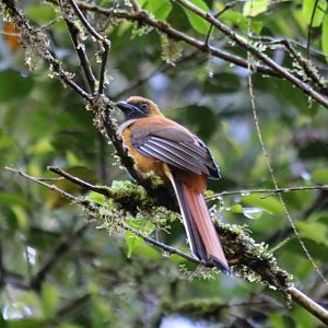 Whitehead's Trogon - Mount Kinabalu