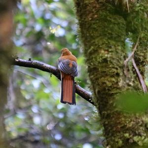 Whitehead's Trogon - Mount Kinabalu
