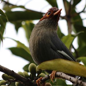 Chestnut-crowned Laughingthrush - Mount Kinabalu