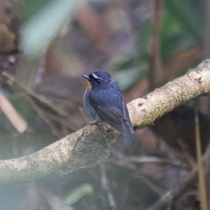 Snowy-browed Flycatcher - Mount Kinabalu