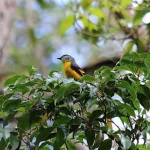 Female Grey-throated Minivet - Mount Kinabalu