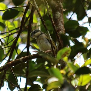 Blyth's Shrike-babbler - Mount Kinabalu
