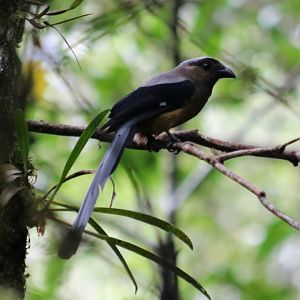 Bornean Treepie - Mount Kinabalu