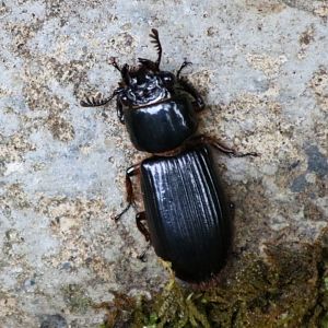 Beetle Species - Mount Kinabalu