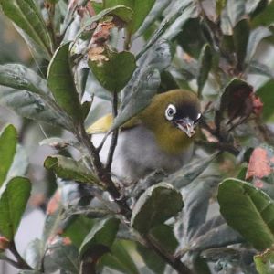 Black-capped White-eye - Mount Kinabalu