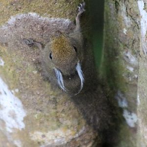 Whitehead's Pygmy Squirrel - Mount Kinabalu