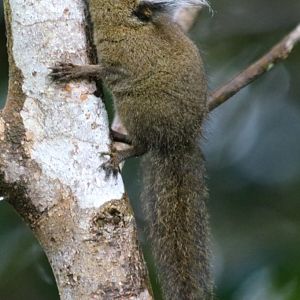 Whitehead's Pygmy Squirrel - Mount Kinabalu