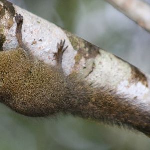 Whitehead's Pygmy Squirrel - Mount Kinabalu