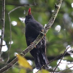 Bornean Bald Laughingthrush - Mount Kinabalu