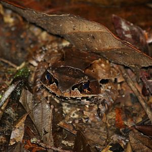 Leaf-like Frog - Mount Kinabalu