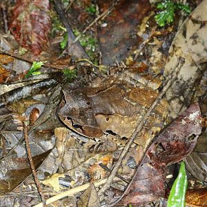 Well Camouflaged Frog - Mount Kinabalu