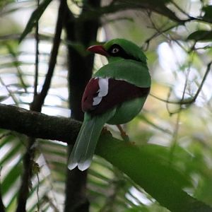Bornean Green Magpie - Mount Kinabalu