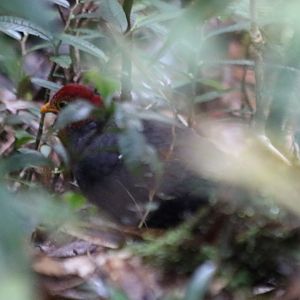Crimson-headed Partridge (Haematortyx saguiniceps) - Mount Kinabalu