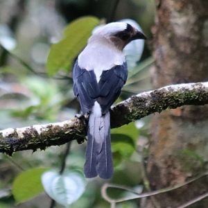Bornean Treepie - Mount Kinabalu