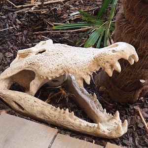 Fake crocodile skull