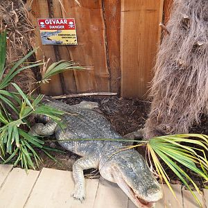 Danger, fake crocodiles!