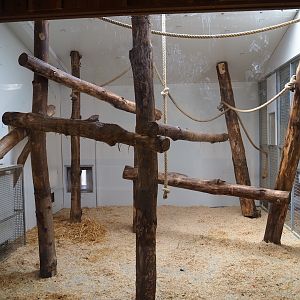 Indoor housing lion-tailed macaques