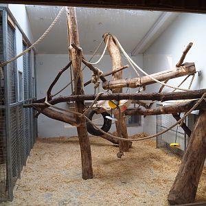 Indoor housing Barbary macaques