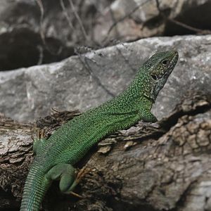 European green lizard