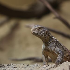 Iraqi spiny-tailed lizard