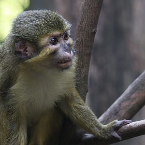 Angolan talapoin