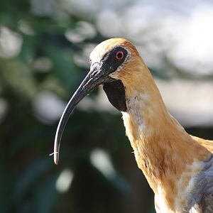 Black-faced ibis